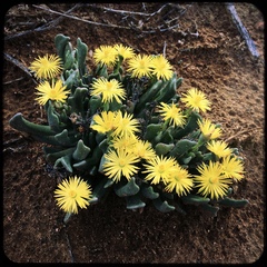 Rhombophyllum dolabriforme