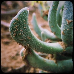 Rhombophyllum dolabriforme