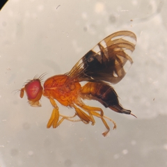 Parastenopa limata
