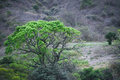 Ceiba trischistandra