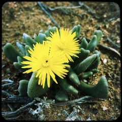 Rhombophyllum dolabriforme