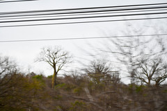 Ceiba trischistandra