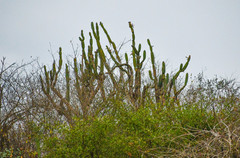 Armatocereus cartwrightianus
