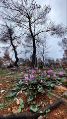 Cyclamen graecum graecum