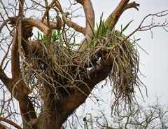Selenicereus monacanthus