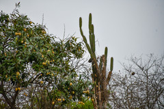 Armatocereus cartwrightianus
