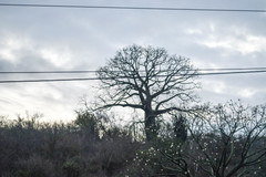 Ceiba trischistandra