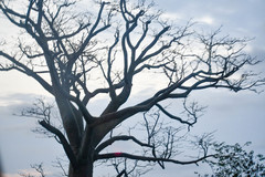 Ceiba trischistandra