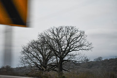 Ceiba trischistandra