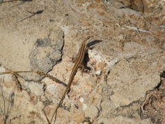 Ophisops elegans schlueteri