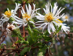 Ampelaster carolinianus