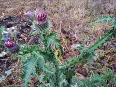 Carduus crispus
