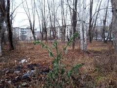 Carduus crispus