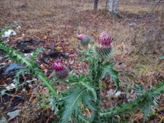 Carduus crispus