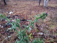 Carduus crispus