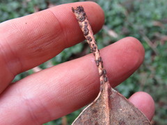 Selitrichodes globulus