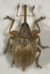 Corimalia tamarisci