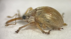 Corimalia tamarisci