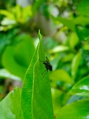 Anthomyia punctipennis