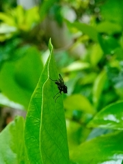 Anthomyia punctipennis