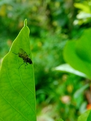 Anthomyia punctipennis