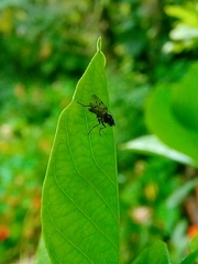 Anthomyia punctipennis