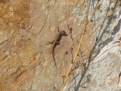 Ophisops elegans schlueteri