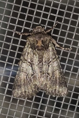 Dryobotodes carbonis