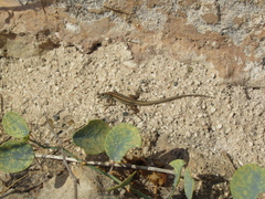 Ophisops elegans schlueteri