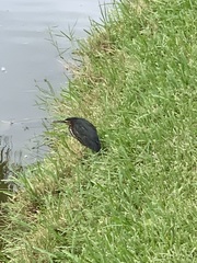 Butorides virescens image