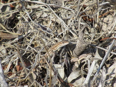 Ophisops elegans schlueteri
