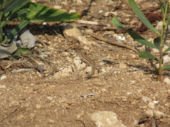 Ophisops elegans schlueteri