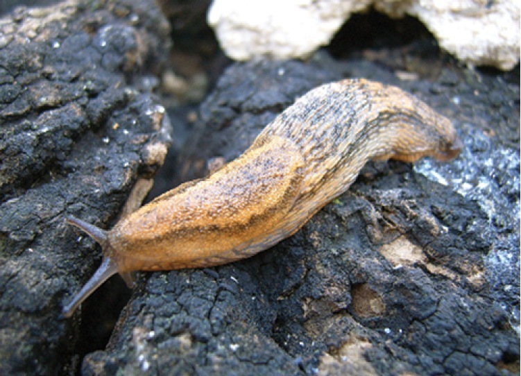 Menorca Island Slug