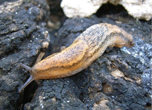 Representative image of Arion ponsi