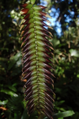 Werauhia pycnantha