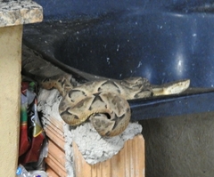 Bothrops moojeni