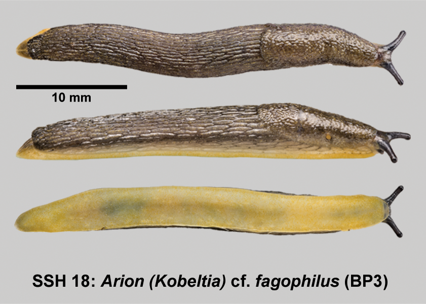 Silurian Soil Slug