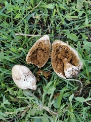 Chlorophyllum agaricoides