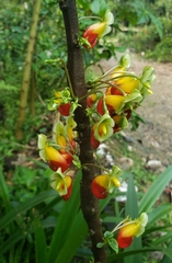 Impatiens niamniamensis