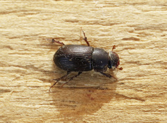 Acrossus rufipes
