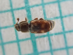 Nitidula carnaria