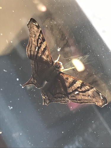 Banded Mapwing