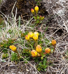 Gentianella hirculus