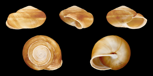 Simplicula plutonia