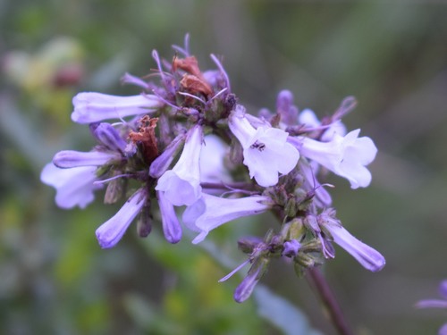 California yerba santa (Eriodictyon californicum)