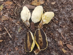 Rhopalogaster transversarius