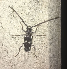 Elaphidion irroratum