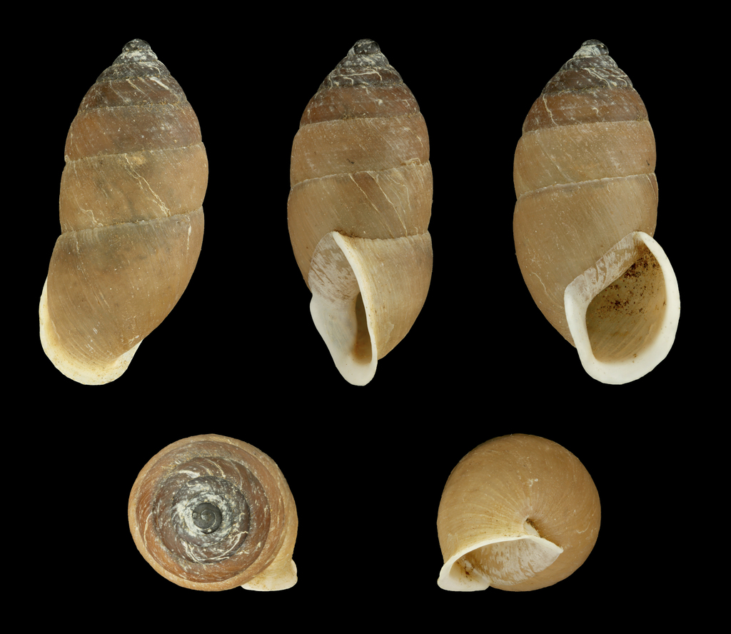 Napaeus anaga