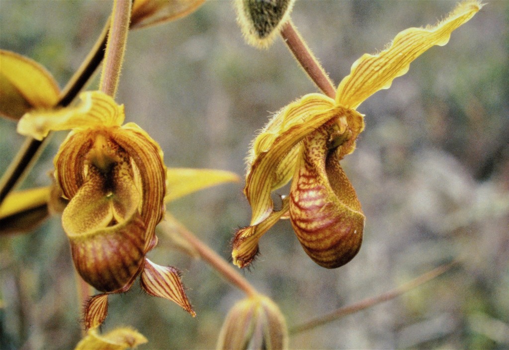 Platypetalum