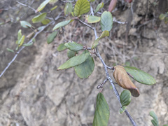 Cercocarpus betuloides blancheae